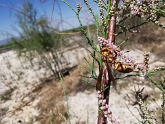 Polistes apachus apachus