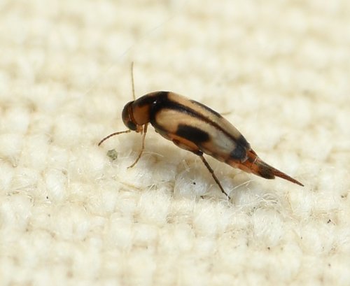 Mordellistena andreae