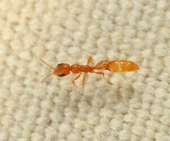 Pseudomyrmex pallidus