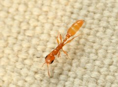 Pseudomyrmex pallidus