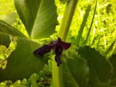 Vicia narbonensis