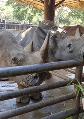 Rhinocerotidae