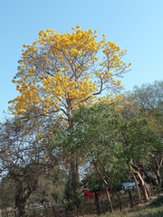 Handroanthus chrysanthus