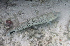 Parapercis hexophtalma