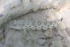 Parapercis hexophtalma