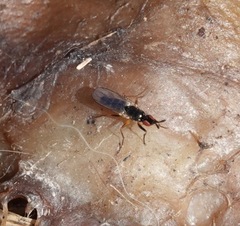 Prochyliza xanthostoma