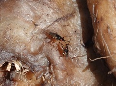 Prochyliza xanthostoma