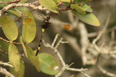 Phyllomacromia contumax