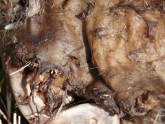 Prochyliza xanthostoma