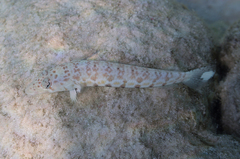 Parapercis millepunctata