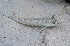 Parapercis millepunctata