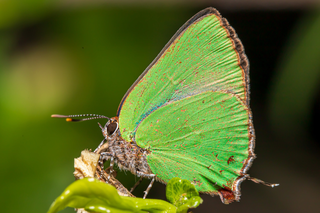 Cyanophrys