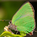 Mariposas Sedosas Verdes - Photo (c) Thiago Gonçalves Coronado Antunes, algunos derechos reservados (CC BY-NC)