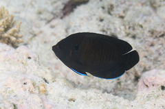 Centropyge multispinis