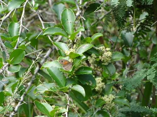Image of Gymnosporia nemorosa by (c) Shaun Swanepoel, some rights reserved (CC BY)