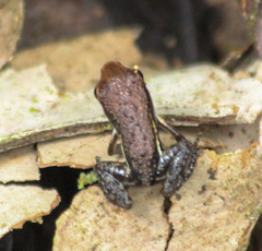 Epipedobates boulengeri