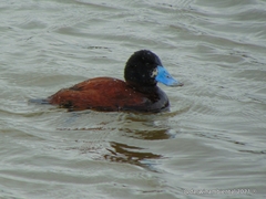 Oxyura ferruginea