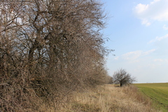 Elaeagnus angustifolia