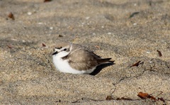 Charadrius nivosus