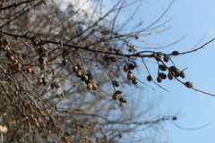 Elaeagnus angustifolia