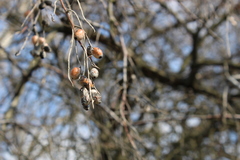 Elaeagnus angustifolia