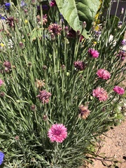 Centaurea cyanus
