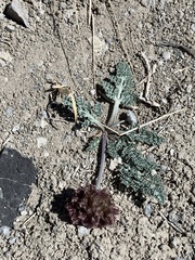 Lomatium foeniculaceum