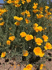 Eschscholzia californica californica