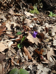 Viola alba dehnhardtii