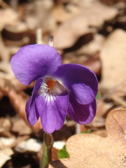 Viola alba dehnhardtii