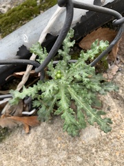 Senecio vulgaris
