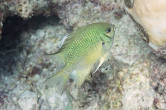 Amblyglyphidodon indicus