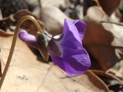 Viola alba dehnhardtii