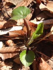 Viola alba dehnhardtii