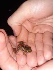 Eleutherodactylus paralius