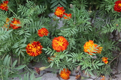 Tagetes patula