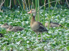 Dendrocygna autumnalis