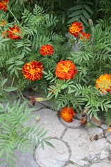 Tagetes patula