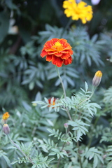 Tagetes patula