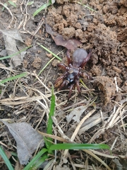 Antrodiaetus unicolor
