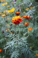 Tagetes patula