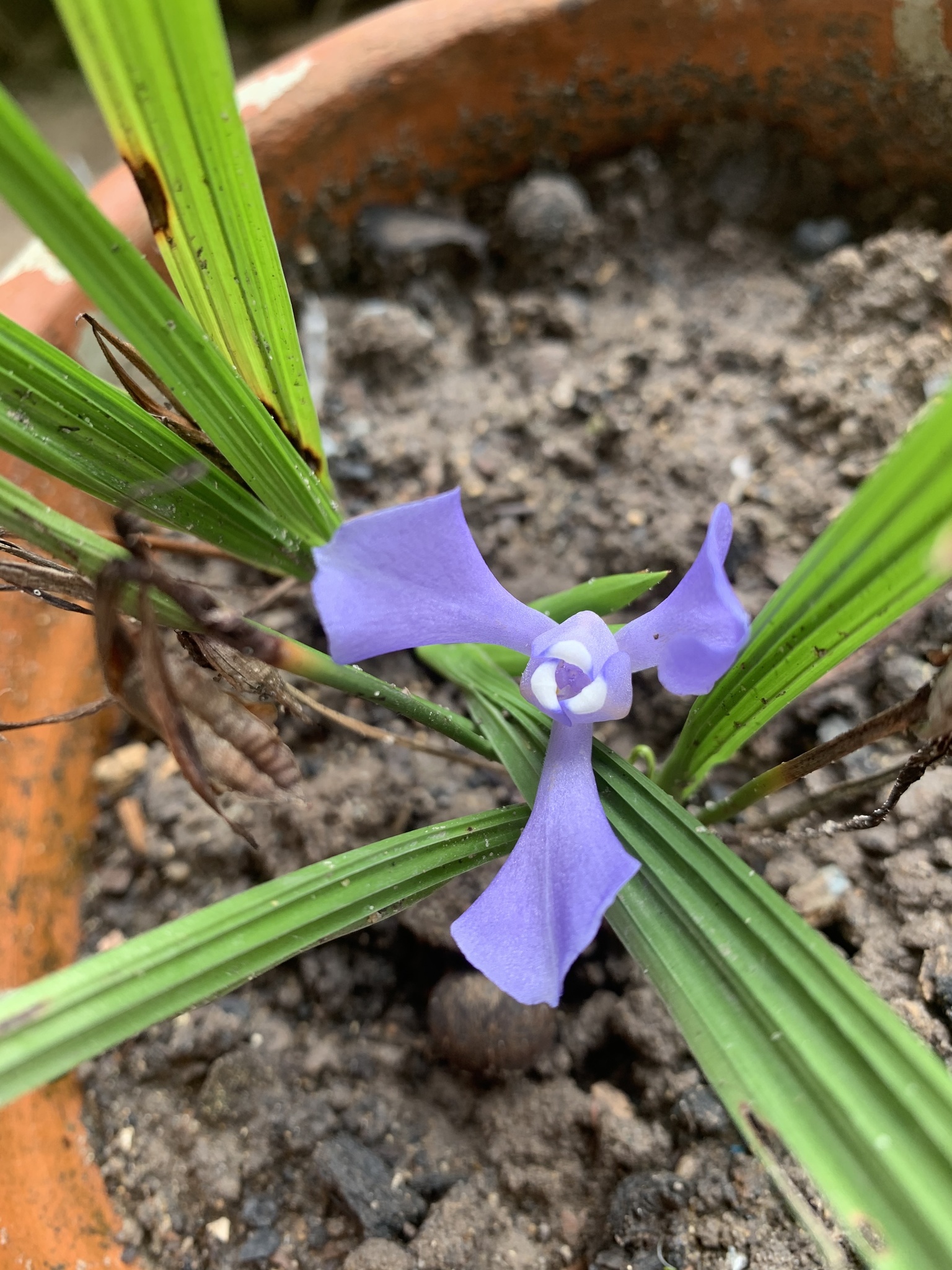 Cipura paludosa