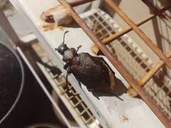 Calosoma argentinense