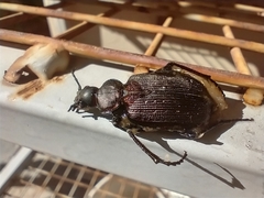 Calosoma argentinense