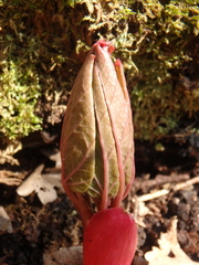 Paeonia caucasica