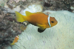 Amphiprion nigripes