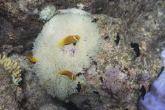 Amphiprion nigripes