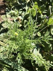 Matricaria discoidea