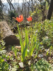 Tulipa agenensis