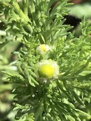 Matricaria discoidea